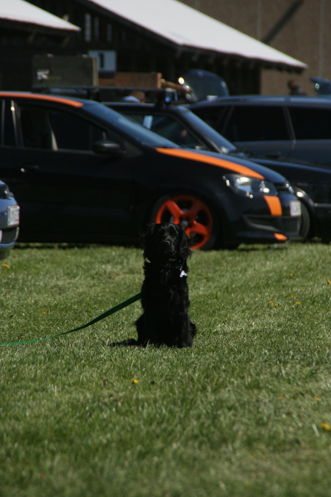 Blanding af racer Kasey billede 3