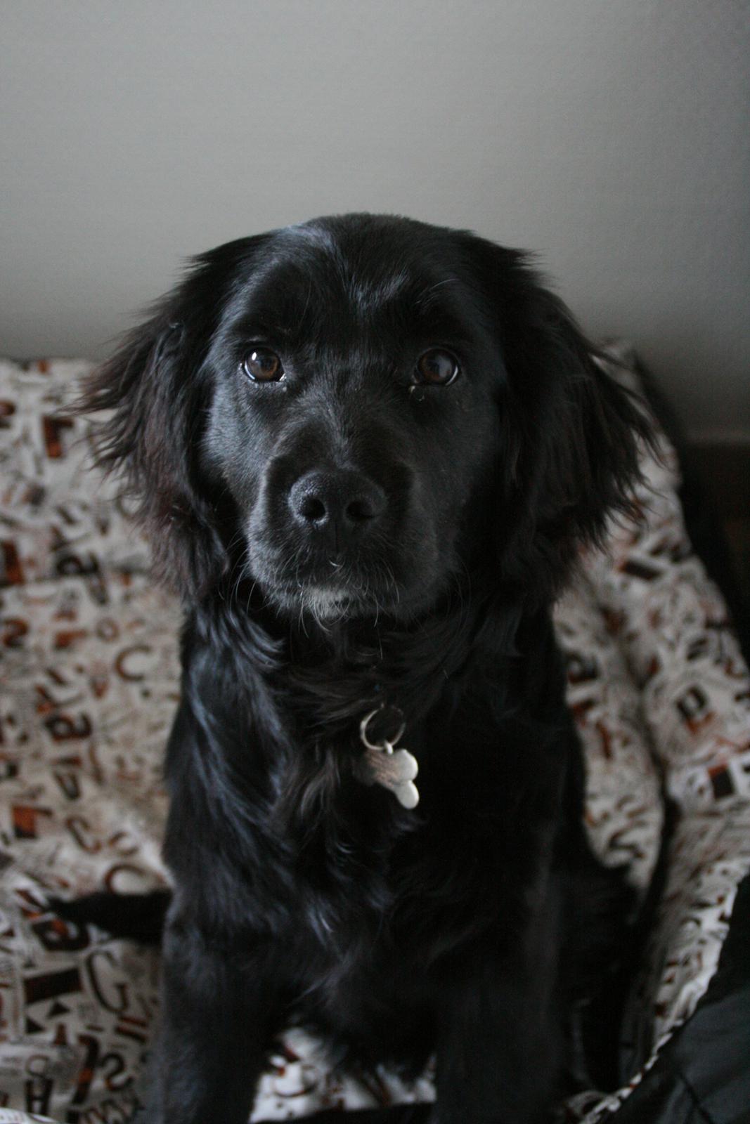 Blanding af racer Kasey billede 22