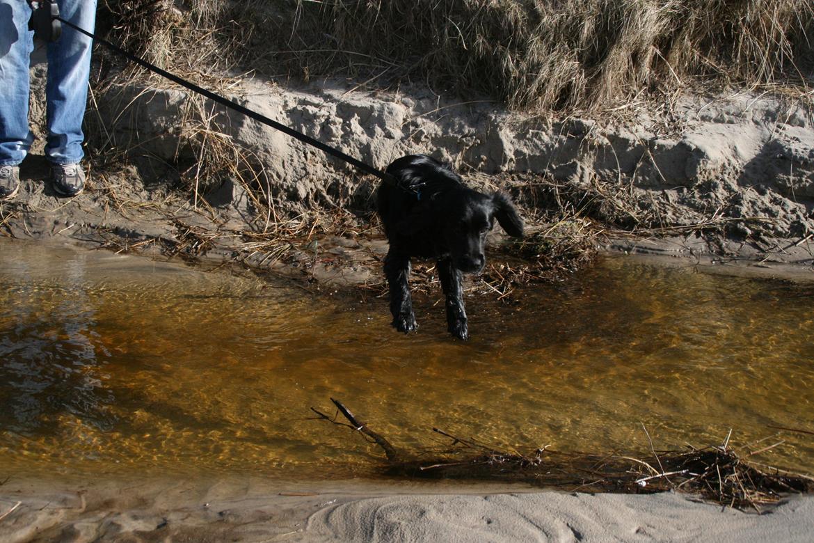 Blanding af racer Kasey billede 13