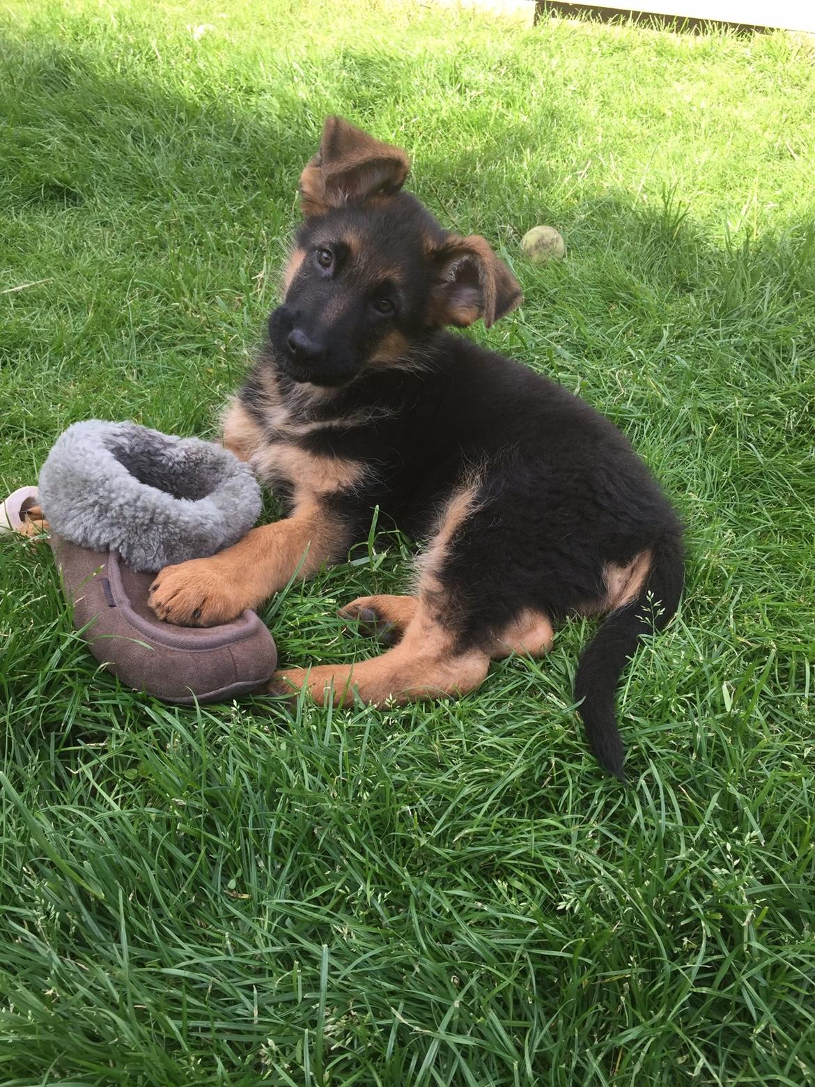 Schæferhund Kala-R.I.P billede 2