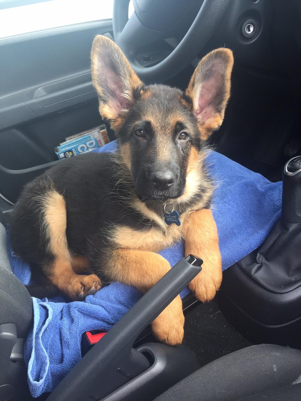 Schæferhund Kala-R.I.P billede 4