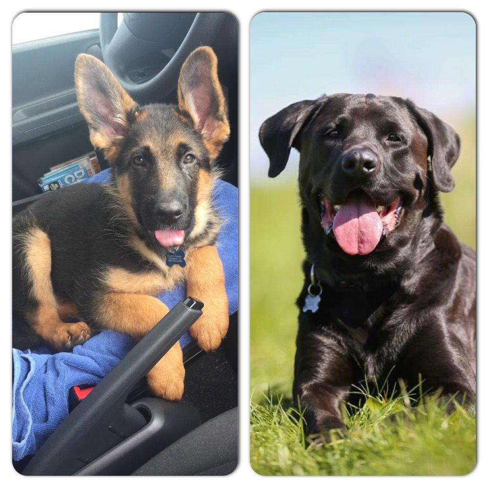 Schæferhund Kala-R.I.P billede 5