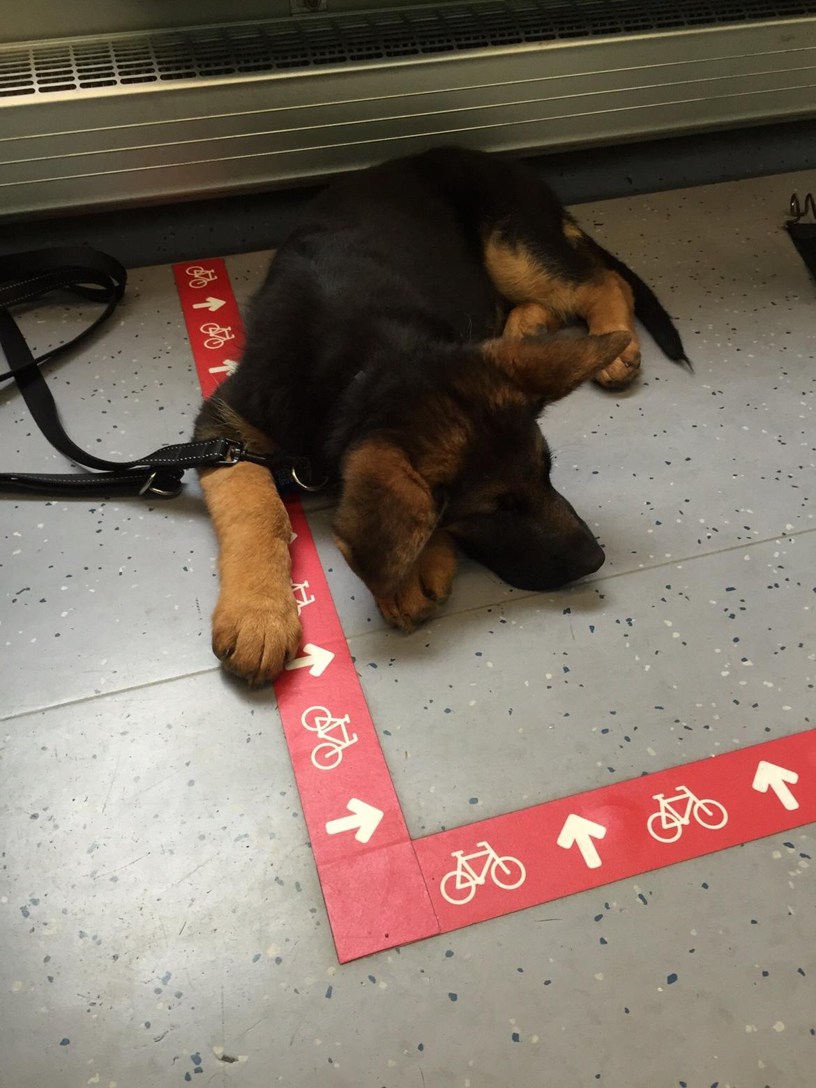 Schæferhund Kala-R.I.P billede 6