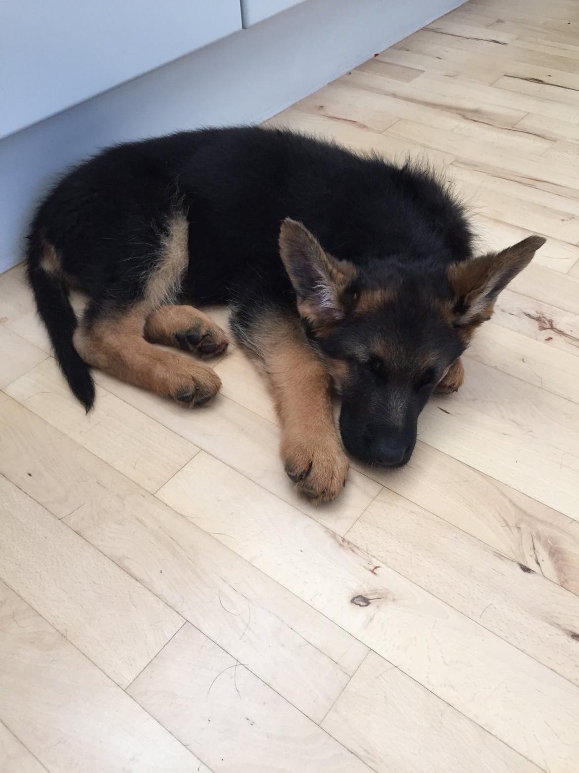 Schæferhund Kala-R.I.P billede 3