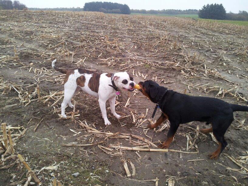 Rottweiler Basse (Uri) billede 4