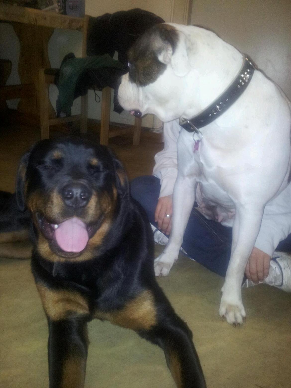 Rottweiler Basse (Uri) billede 5