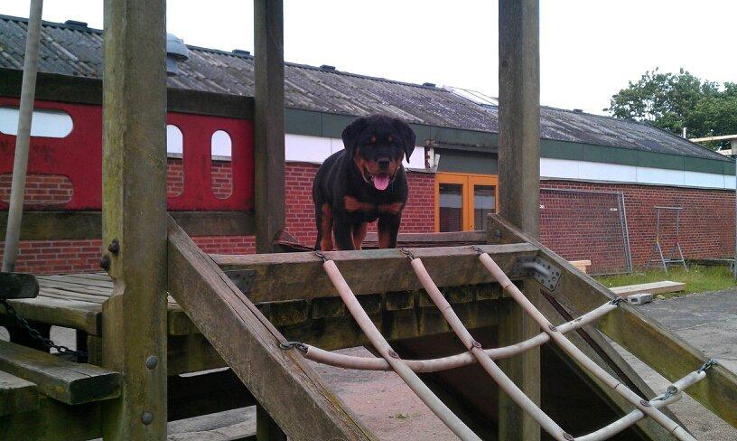 Rottweiler Basse (Uri) billede 1