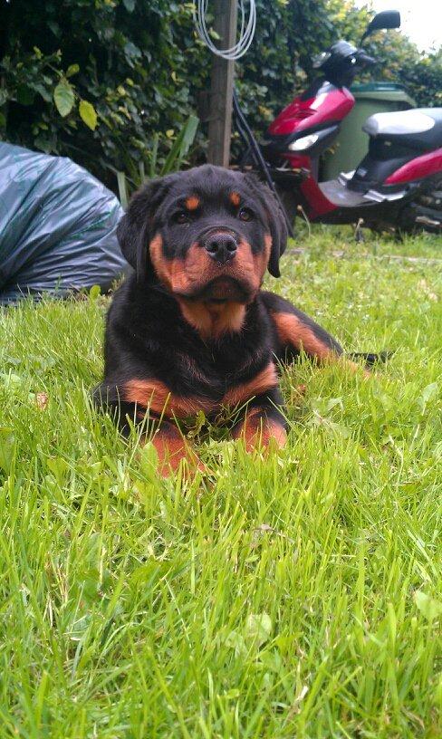 Rottweiler Basse (Uri) billede 2