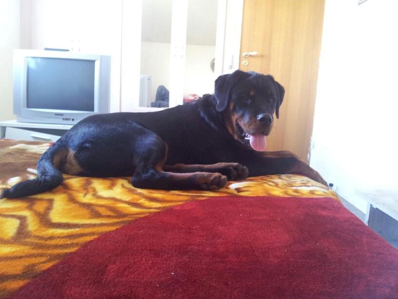 Rottweiler Basse (Uri) billede 3