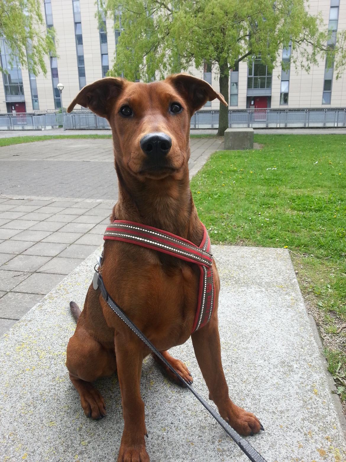 Tysk pinscher Tessa billede 1