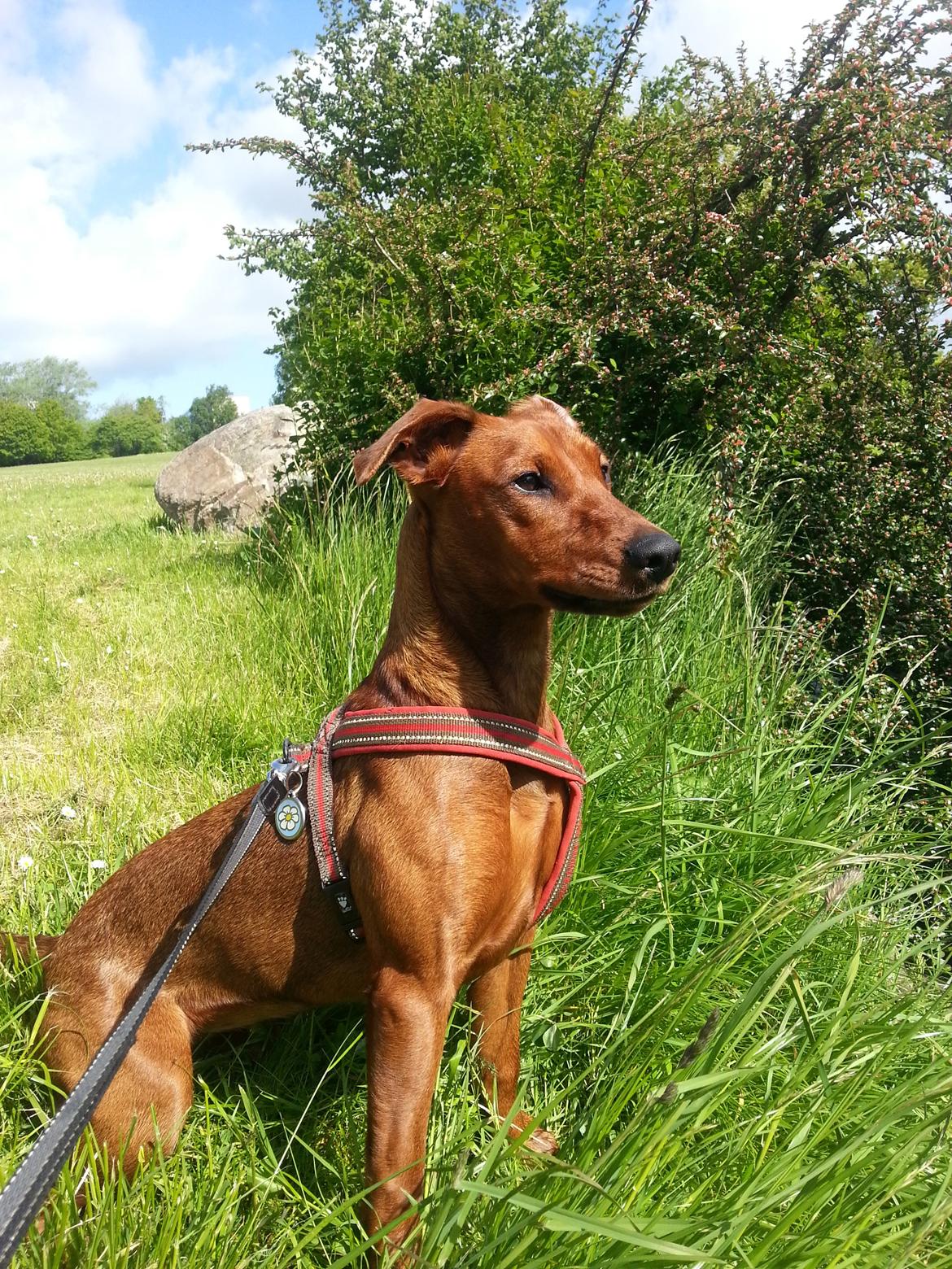 Tysk pinscher Tessa billede 2