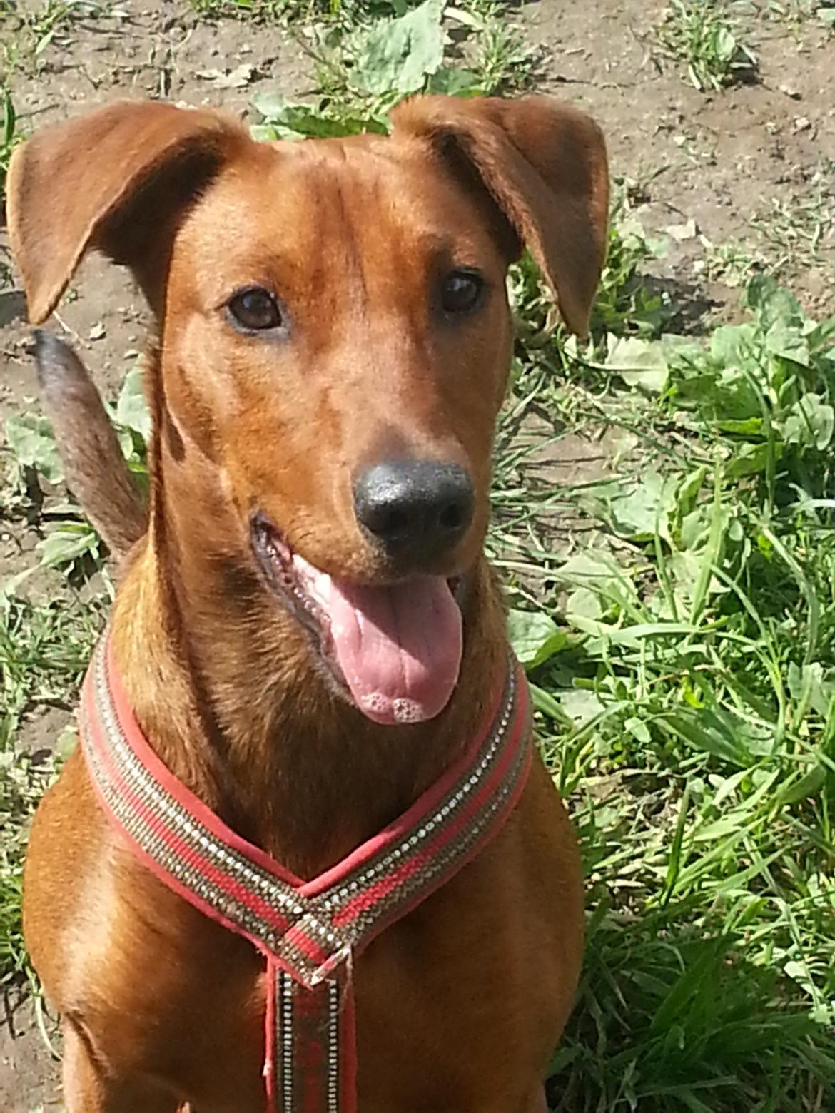 Tysk pinscher Tessa billede 4