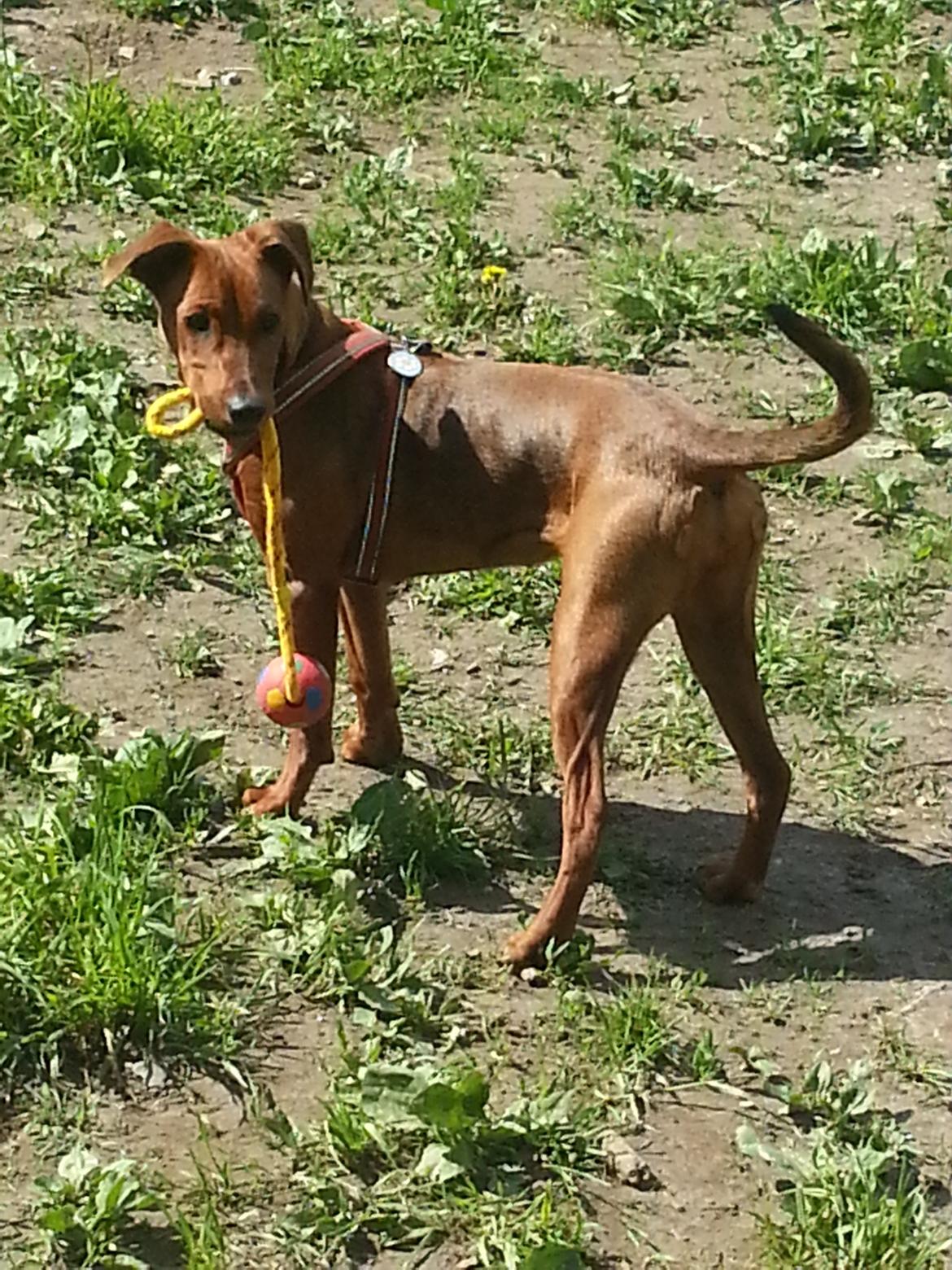 Tysk pinscher Tessa billede 3