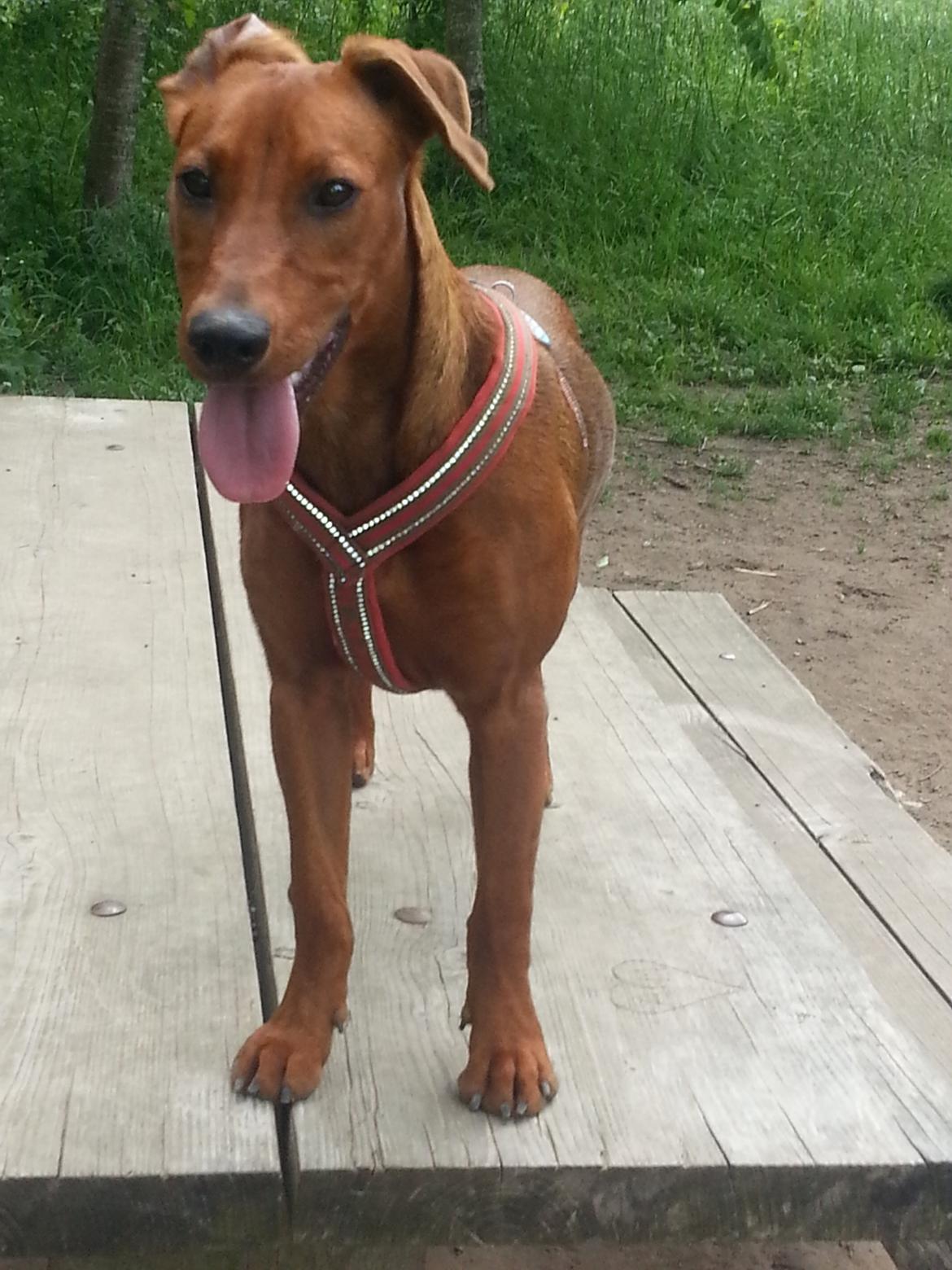 Tysk pinscher Tessa billede 5