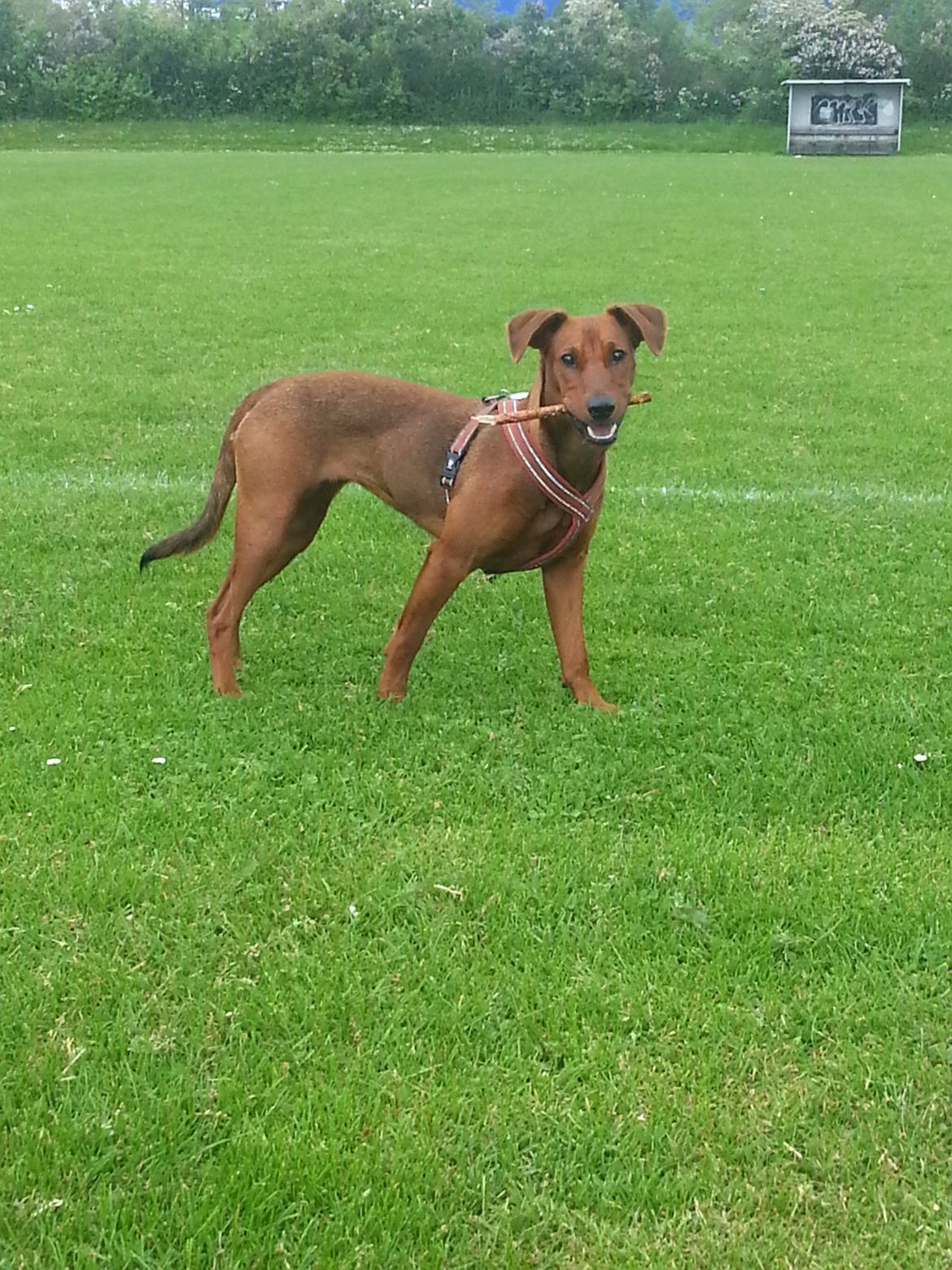 Tysk pinscher Tessa billede 6