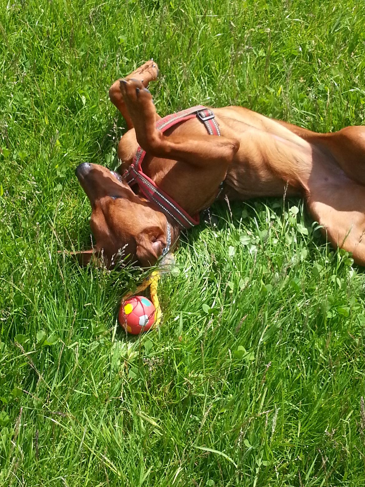 Tysk pinscher Tessa billede 7