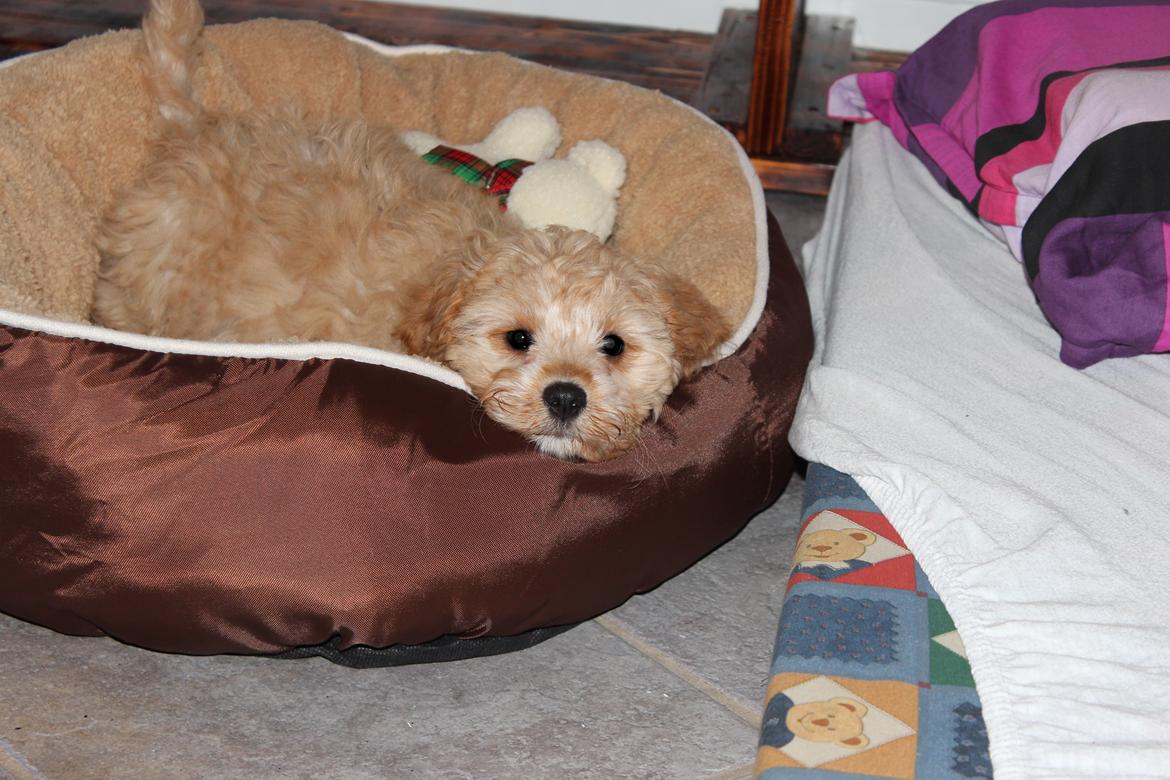 Blanding af racer Meisje (cavapoo) billede 1