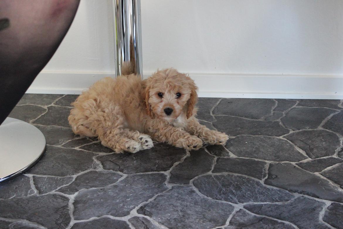 Blanding af racer Meisje (cavapoo) billede 3