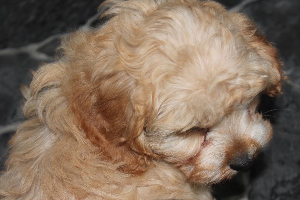 Blanding af racer Meisje (cavapoo) billede 4