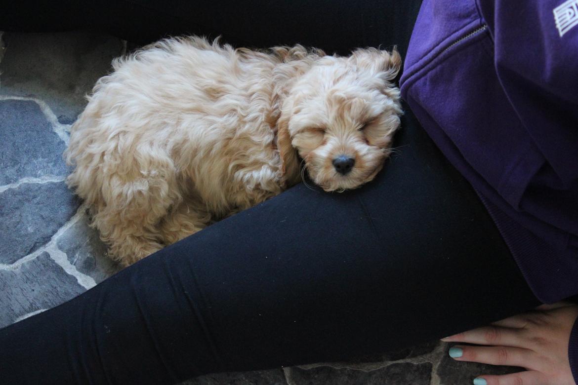 Blanding af racer Meisje (cavapoo) billede 5