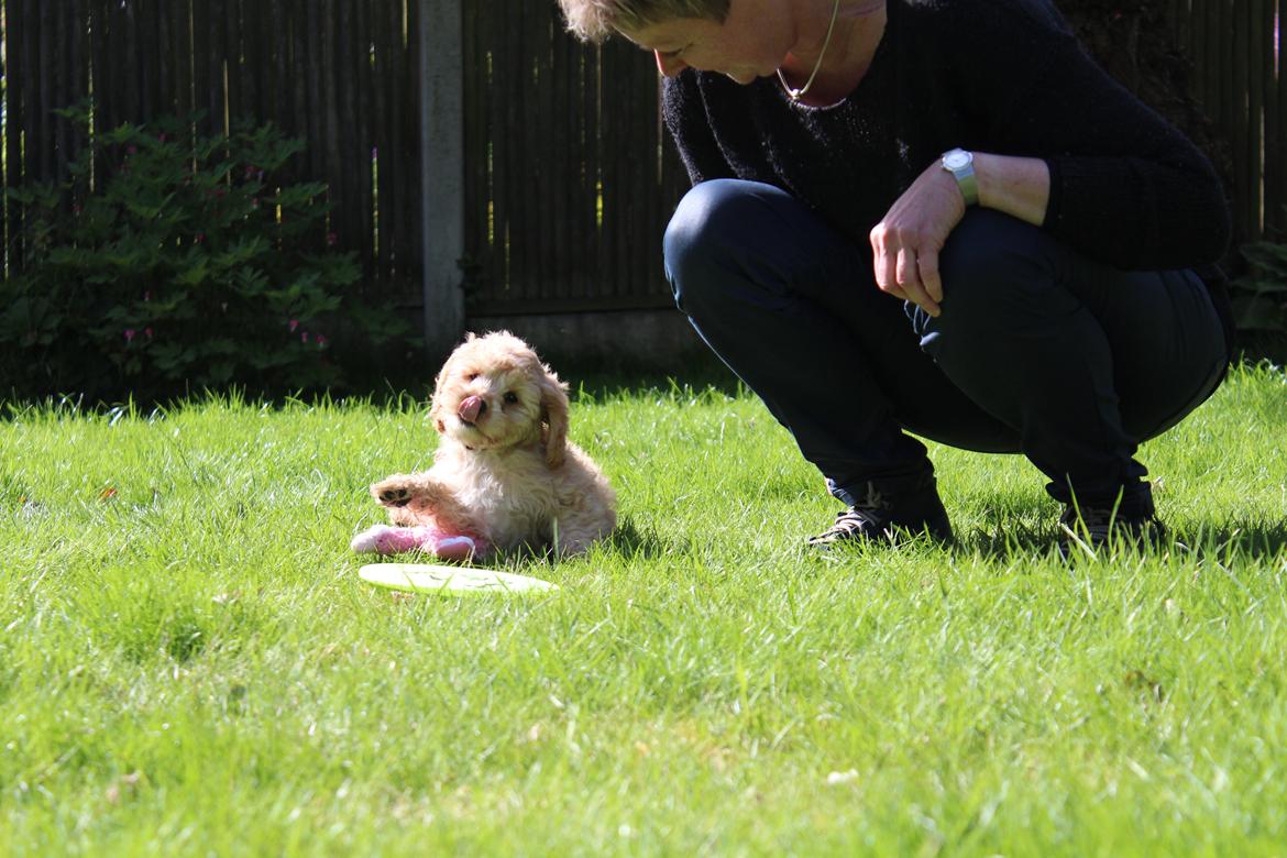 Blanding af racer Meisje (cavapoo) billede 6