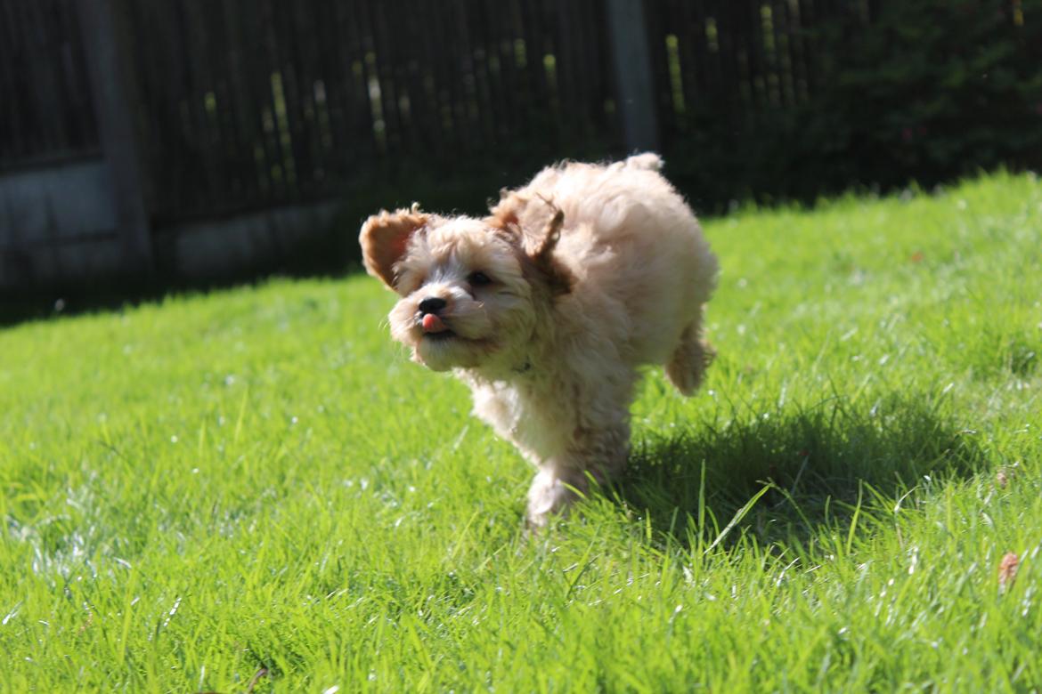 Blanding af racer Meisje (cavapoo) billede 7