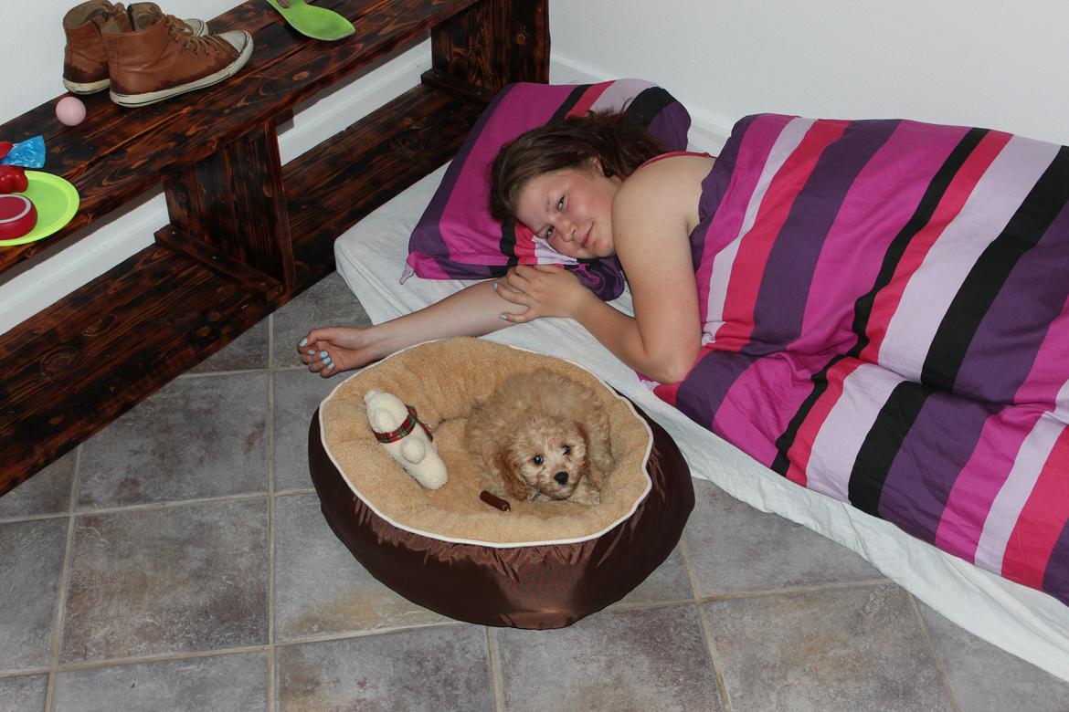 Blanding af racer Meisje (cavapoo) billede 2