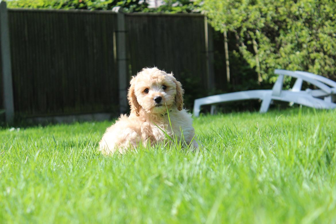 Blanding af racer Meisje (cavapoo) billede 9