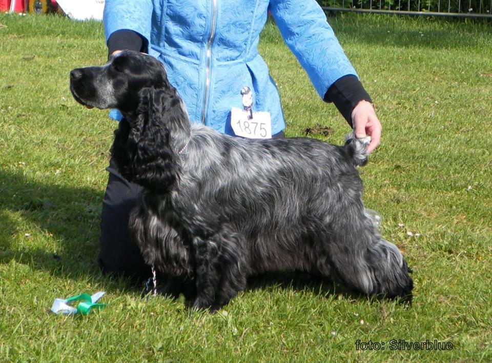 Cocker spaniel Sky - Sky 10½ mdr billede 4