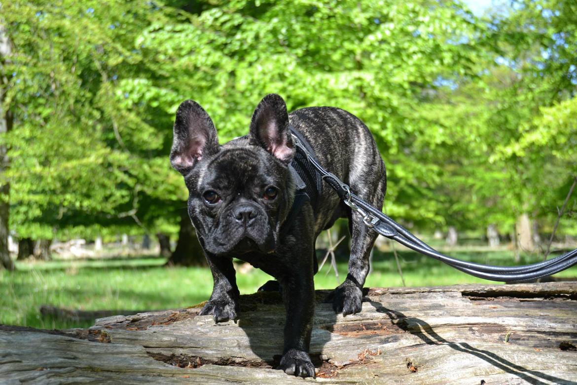 Fransk bulldog Minion *Himmelhund* billede 5