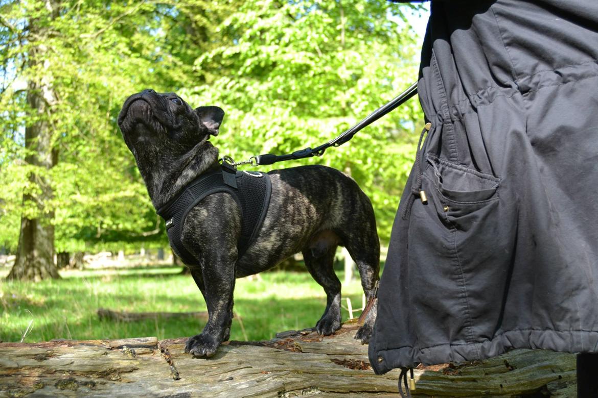 Fransk bulldog Minion *Himmelhund* billede 7