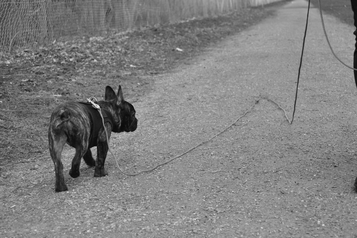 Fransk bulldog Minion *Himmelhund* billede 9