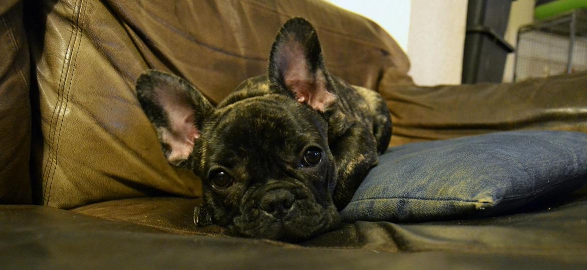 Fransk bulldog Minion *Himmelhund* billede 10