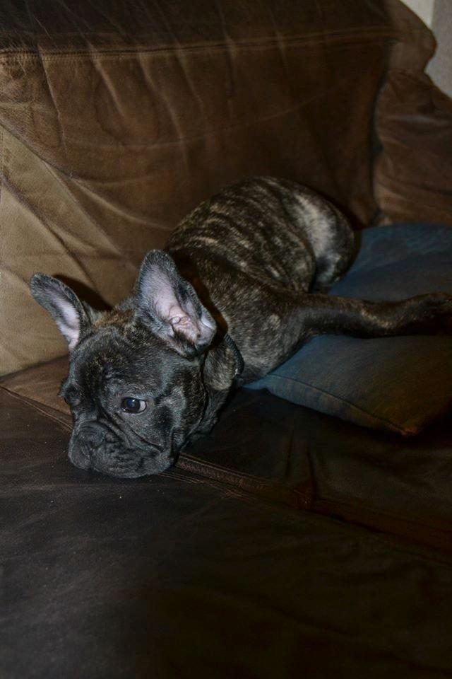 Fransk bulldog Minion *Himmelhund* billede 11