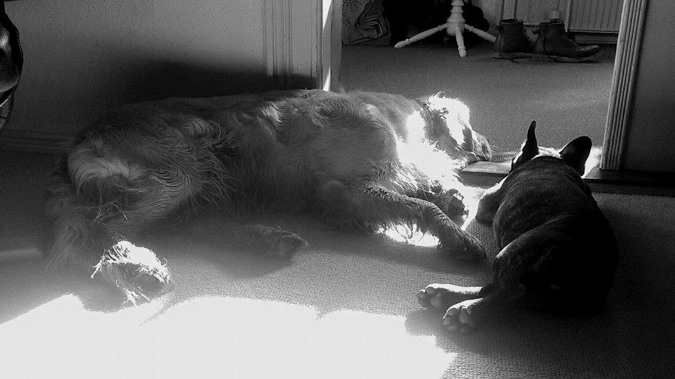 Fransk bulldog Minion *Himmelhund* - Sammen med "kusine" efter en dejlig dag med hundesjov billede 8