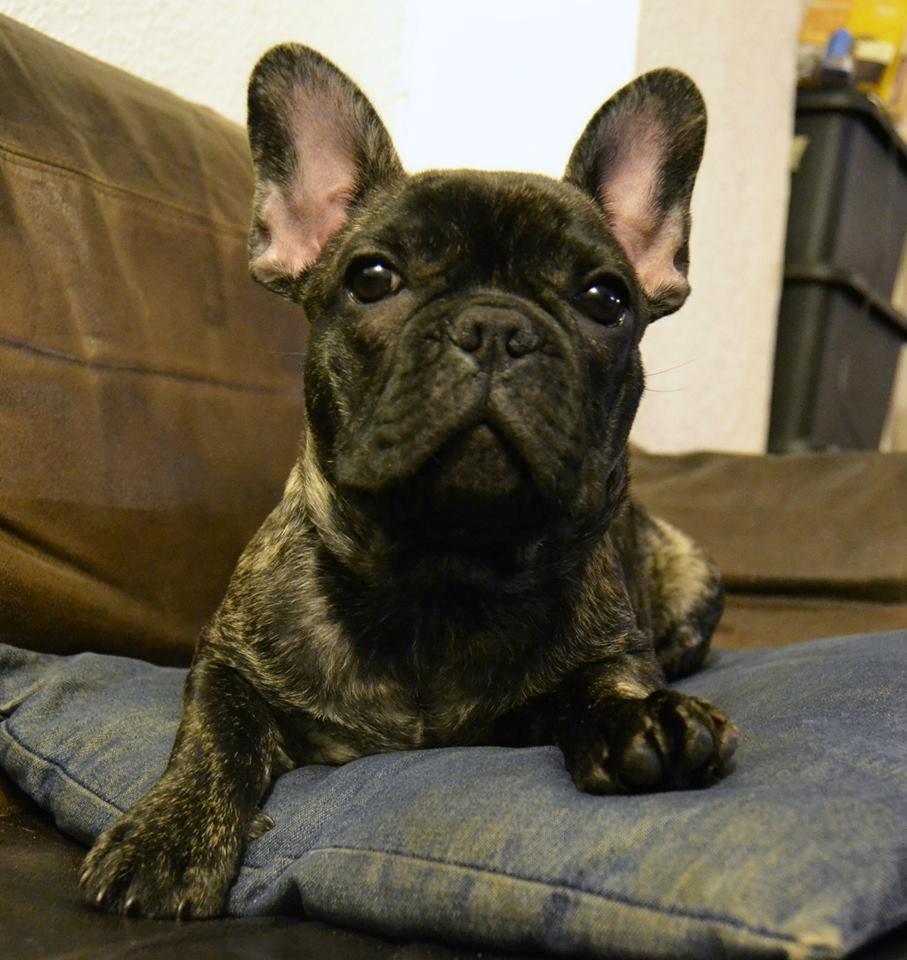 Fransk bulldog Minion *Himmelhund* billede 12