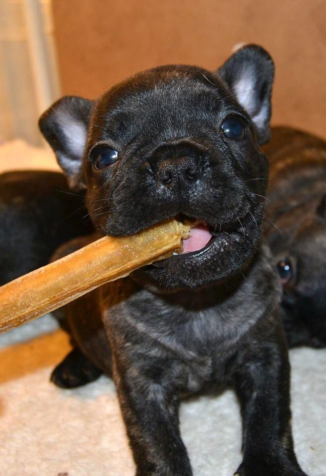 Fransk bulldog Minion  - 6 uger hos opdrætter billede 14