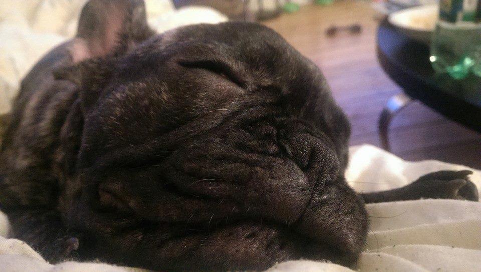 Fransk bulldog Minion *Himmelhund* - 10 uger hos mig billede 13