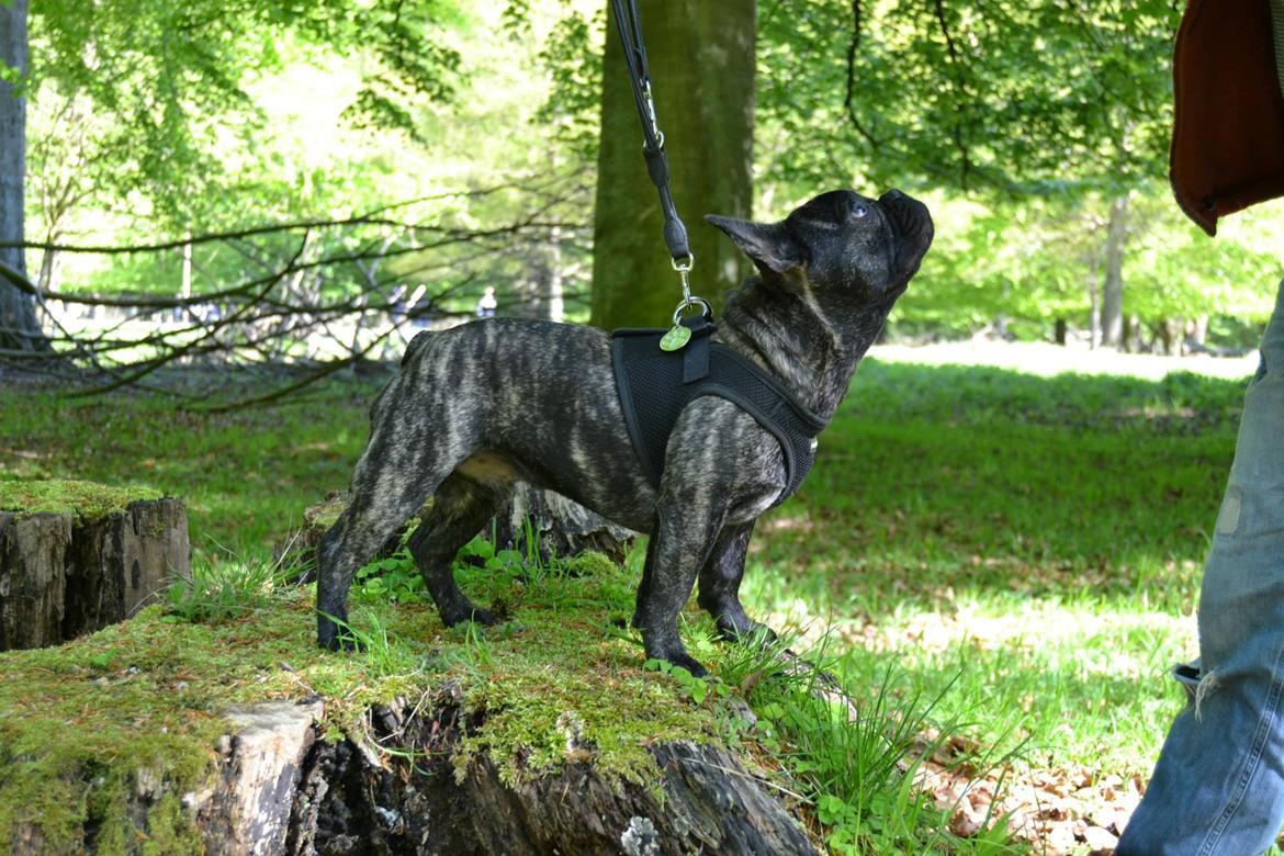 Fransk bulldog Minion *Himmelhund* billede 6