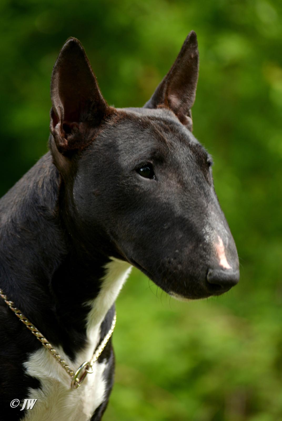 Bullterrier miniature Grethe - Grethe billede 1