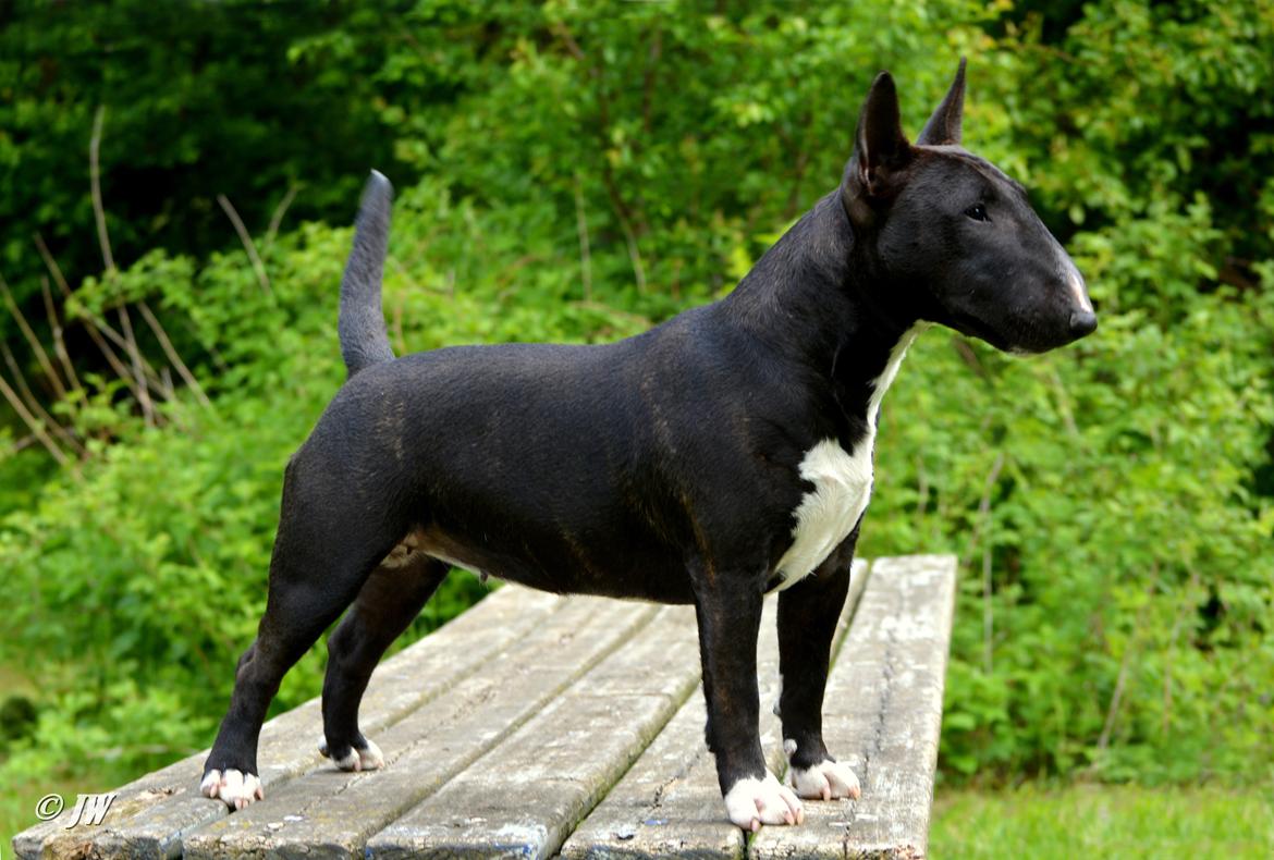 Bullterrier miniature Grethe billede 3