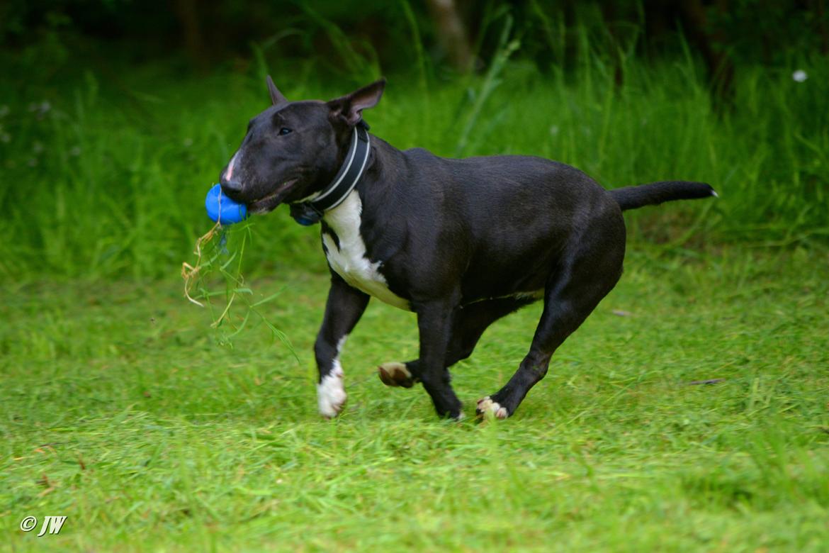 Bullterrier miniature Grethe billede 4
