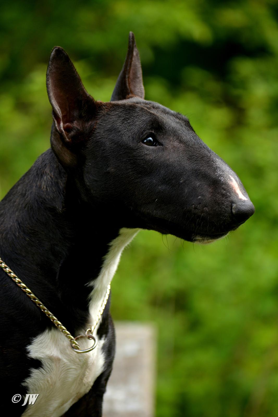 Bullterrier miniature Grethe billede 5
