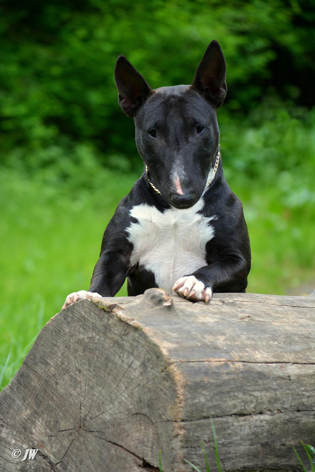 Bullterrier miniature Grethe billede 6