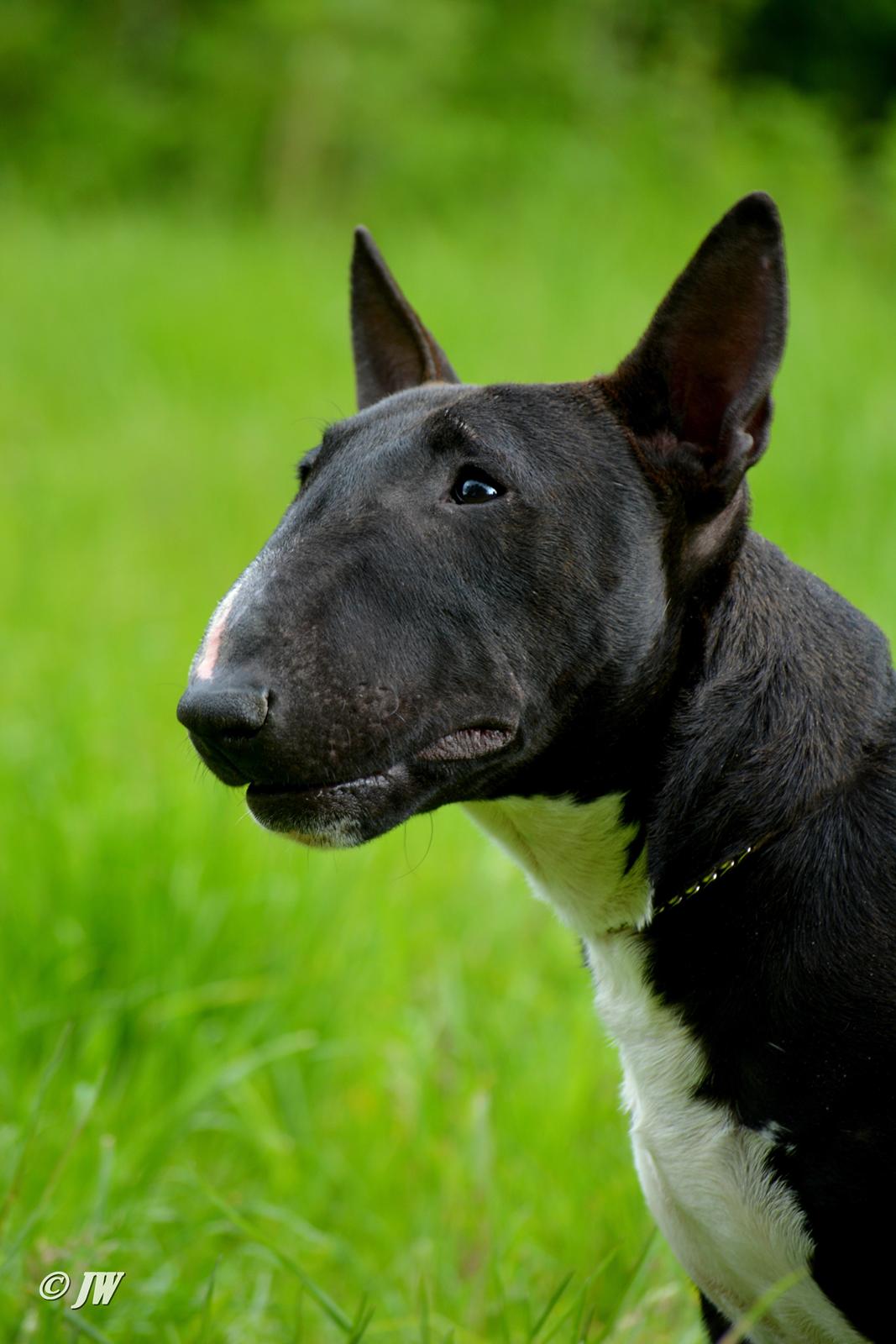 Bullterrier miniature Grethe billede 7
