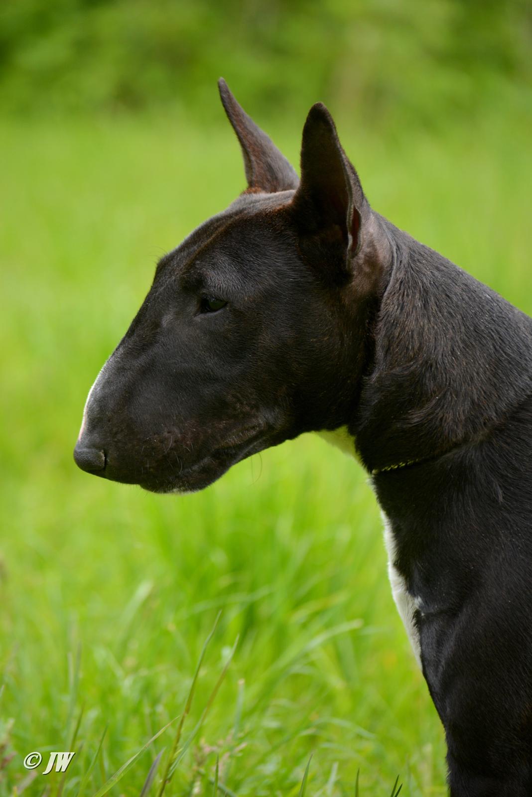 Bullterrier miniature Grethe billede 8