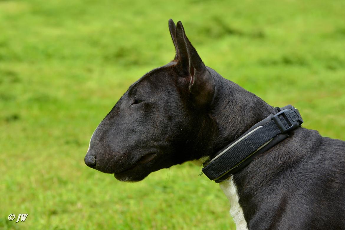 Bullterrier miniature Grethe billede 9