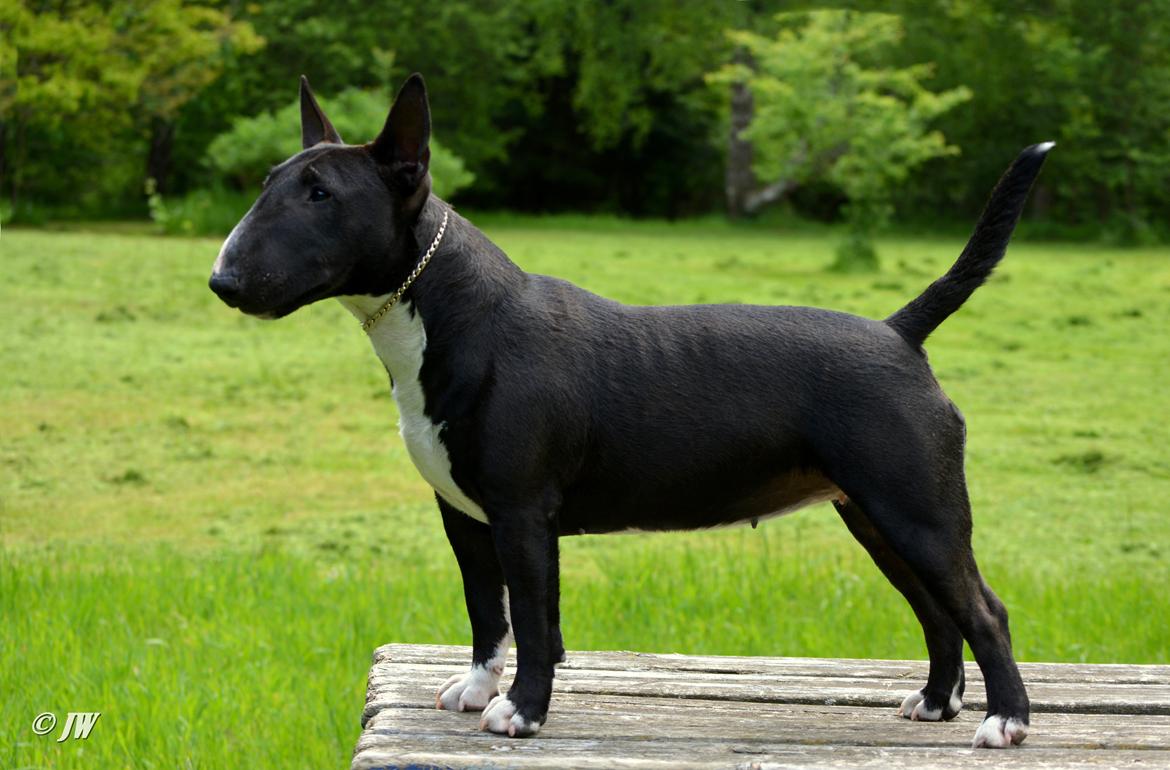 Bullterrier miniature Grethe billede 2