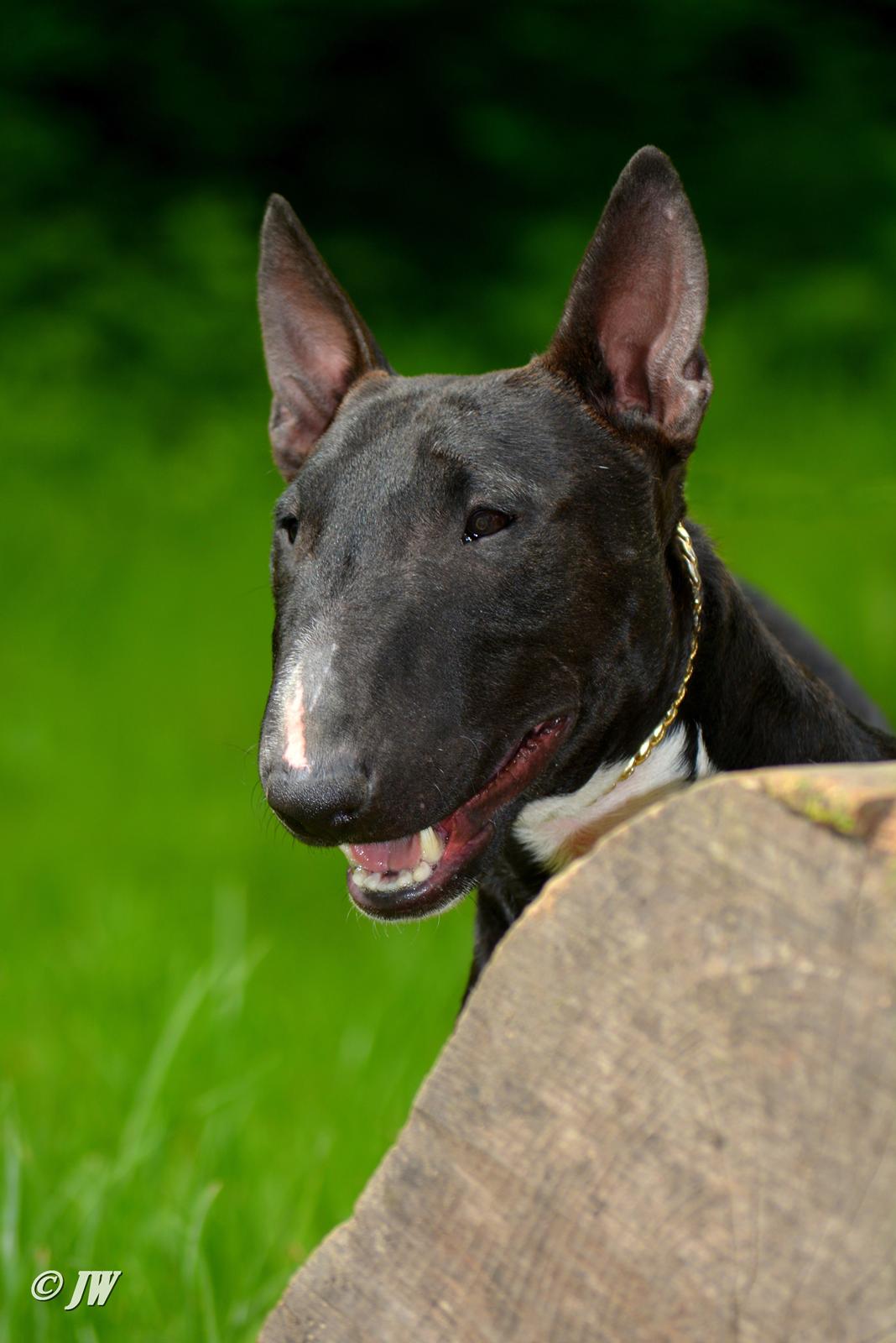 Bullterrier miniature Grethe billede 11