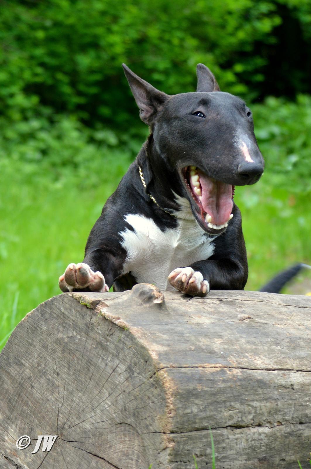 Bullterrier miniature Grethe billede 12